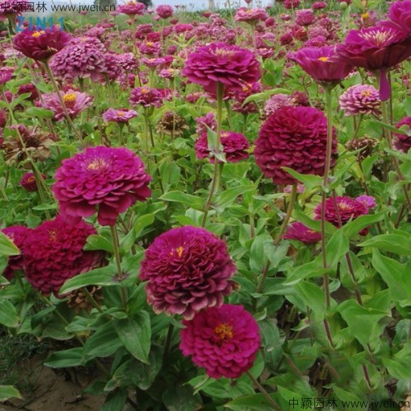 1571403748383190.jpg 百日草-(4).jpg