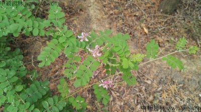 南方護坡灌木哪些品種？