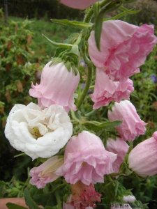 護坡花神有哪些種子？