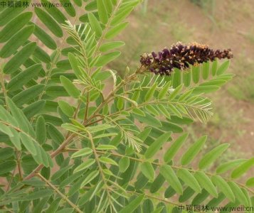 護坡紫穗槐種植密度？