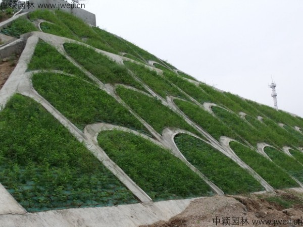 紫穗槐-(13).jpg