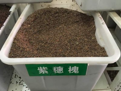 護坡種植紫穗槐樹種購買？