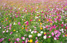 野花組合的種植應該是怎么進行的？