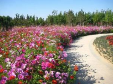 種植野花組合需要滿足什么樣的條件？
