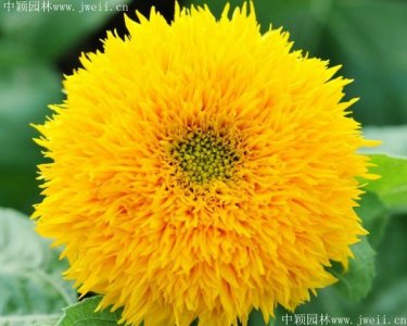 太陽花籽哪里有賣的？