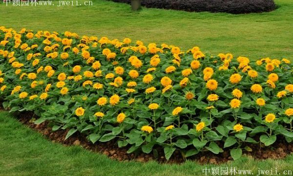 迷你向日葵-(13).jpg