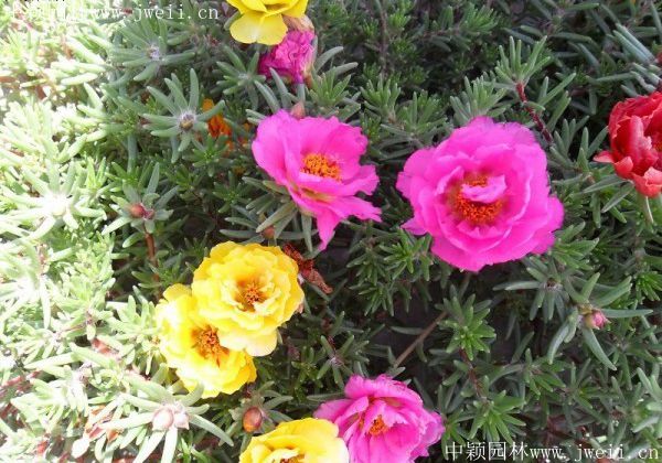 太陽花4.jpg