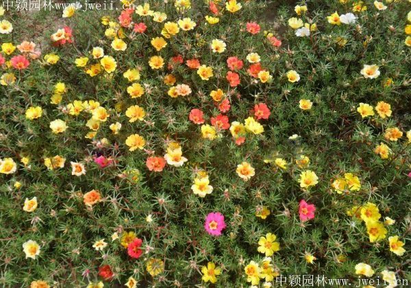 太陽花12.jpg
