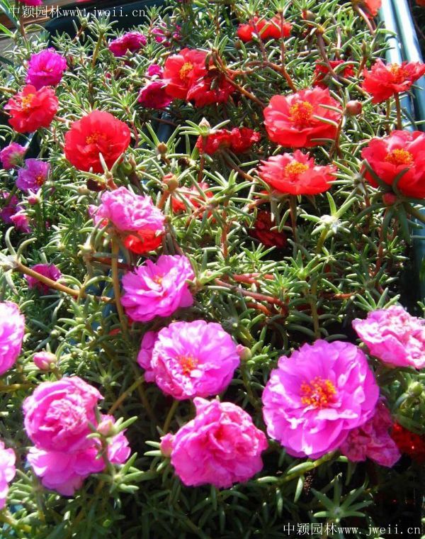 太陽花7.jpg