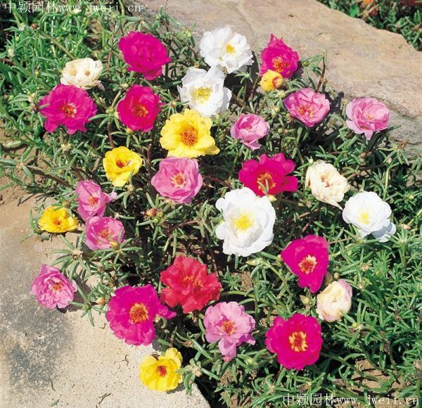 太陽花9.jpg