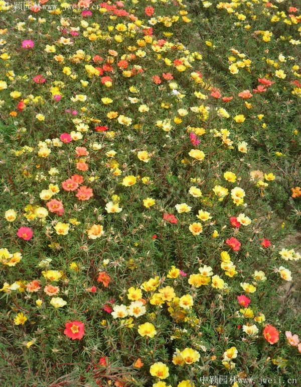 太陽花13.jpg