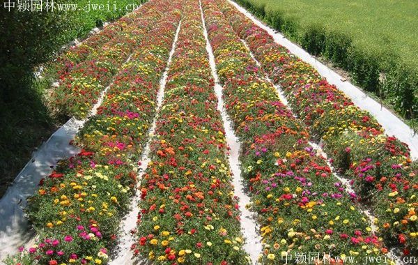 太陽花14.jpg
