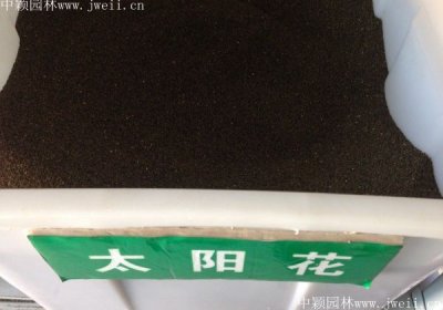 重慶哪里有賣太陽花種子？