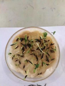草種多長時間出苗？