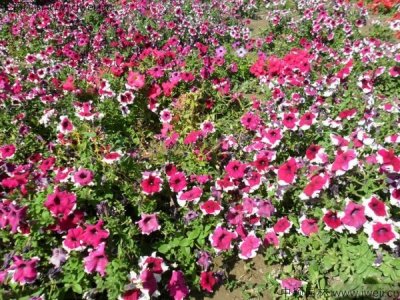 野花組合、簡述我們生活中的花海是什么樣的!