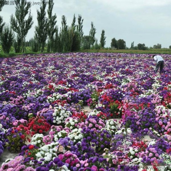 1577581980117369.jpg 翠菊-(24).jpg