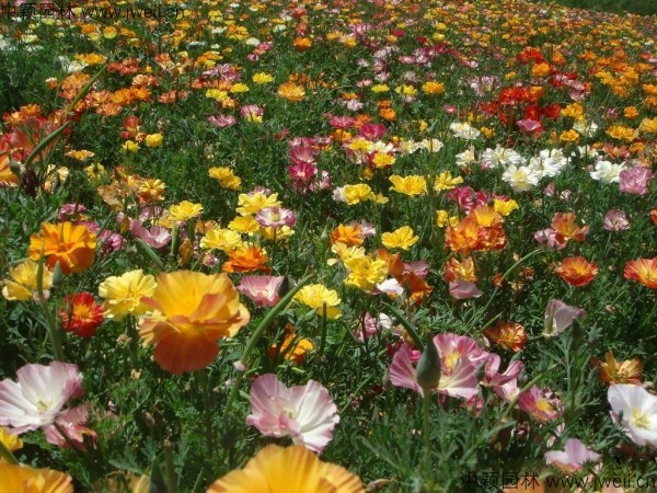 1577582190381923.jpg 花菱草-(5).jpg