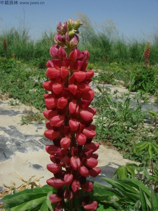 魯冰花-(7).jpg