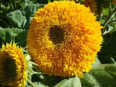 矮向日葵、景觀花海比較常種植花草的種類及種植時間