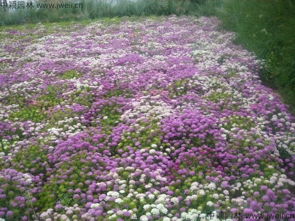 1577760155114970.jpg 蜂室花-(16).jpg