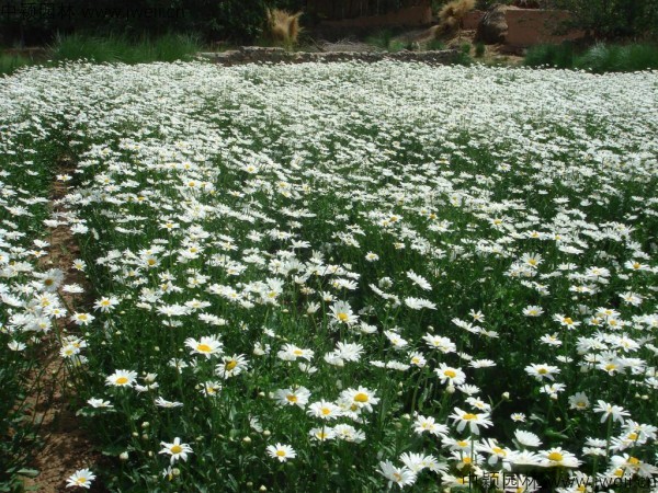 1577956667533583.jpg 大濱菊-(8).jpg