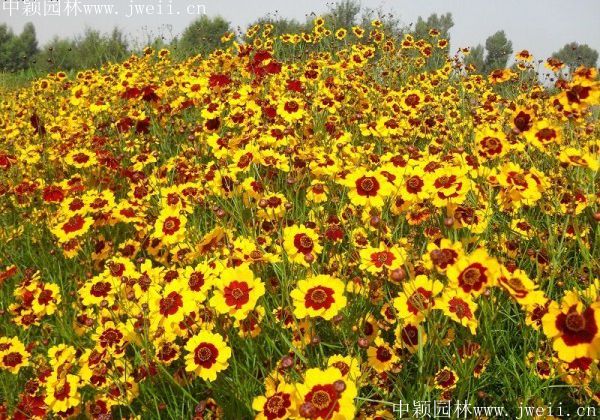 1577957644127410.jpg 野菊花16.jpg