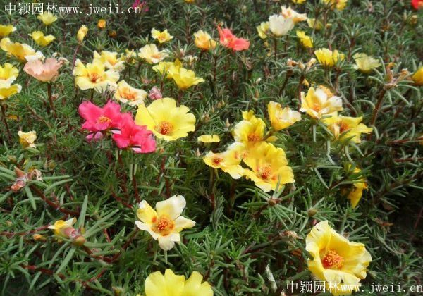 1578276774198553.jpg 太陽花8.jpg