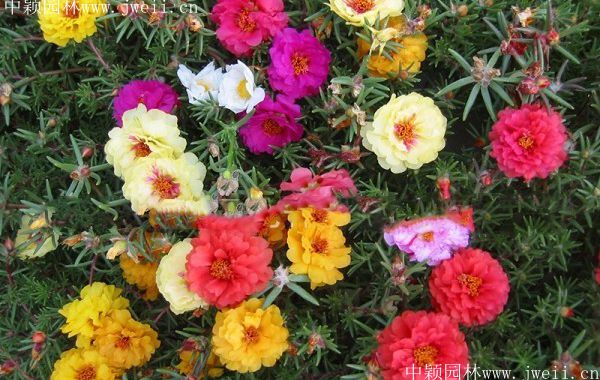 1578276787112819.jpg 太陽花5.jpg