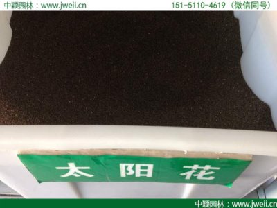 太陽花種子在什么時候播種合適？