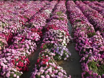 野花組合、關于景觀花海種植花的深刻含義是什么？