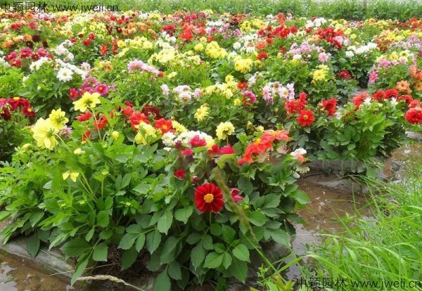 1578636288129424.jpg 大麗花-(16).jpg