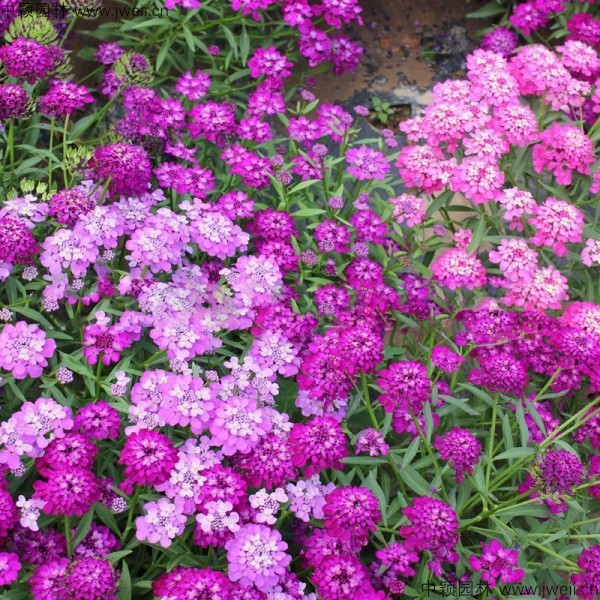 1578637103114861.jpg 蜂室花-(8).jpg