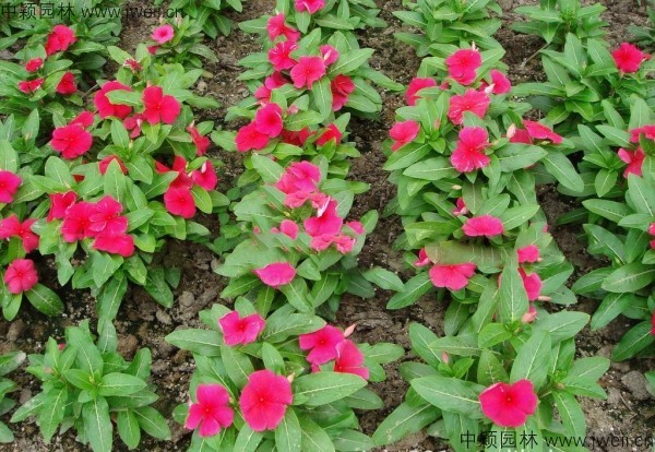 1578638613496716.jpg 長春花-(7).jpg