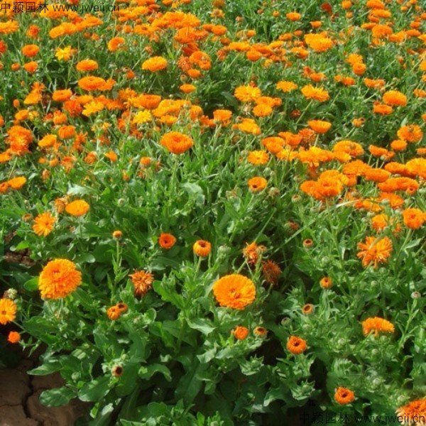 金盞菊-(9).jpg