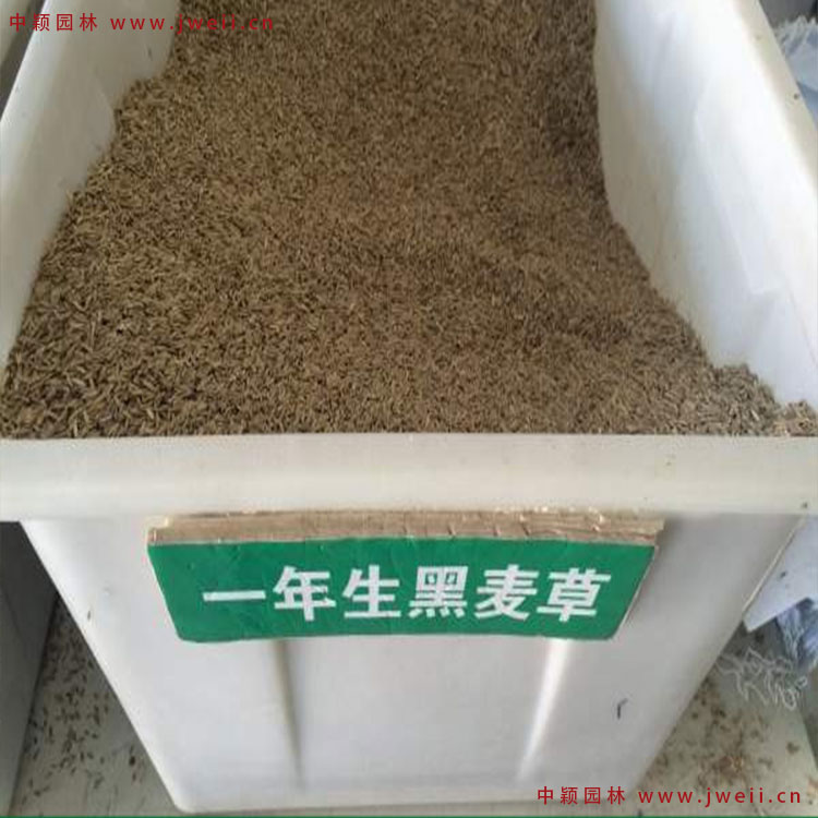 1579077243954939.jpg 黑麥草.jpg