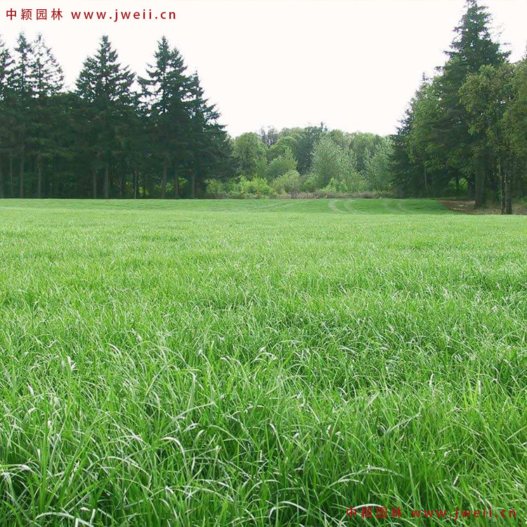 1579078149200100.jpg 黑麥草3.jpg