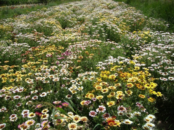 1579144725180427.jpg 花環菊-(6).jpg
