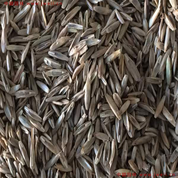 1579156419761632.jpg 多年生黑麥草2.jpg
