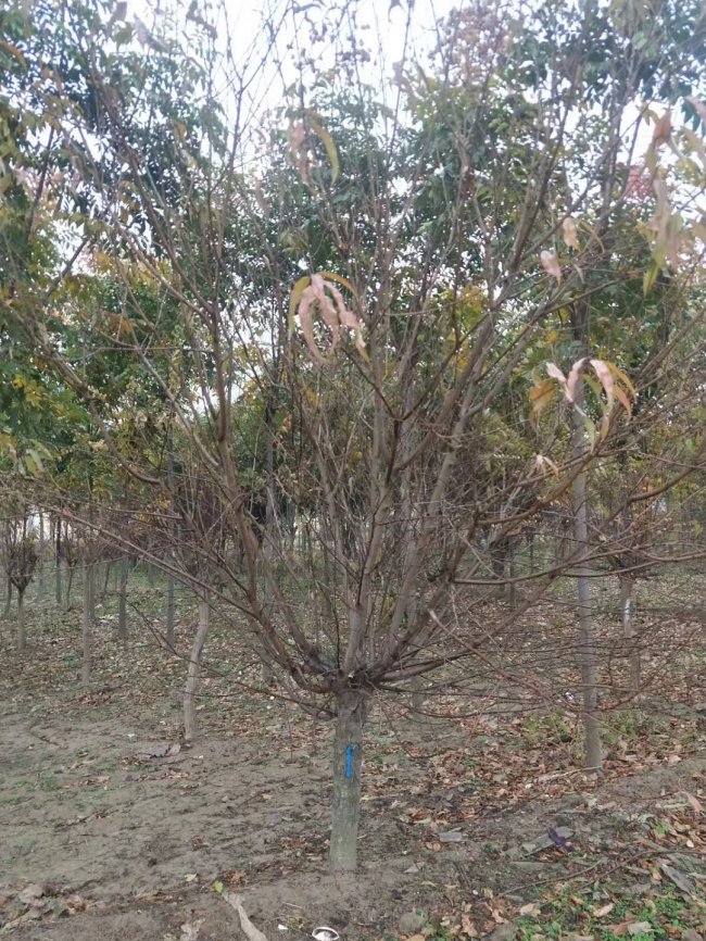 1579245111657874.jpg 碧桃 (28).jpg