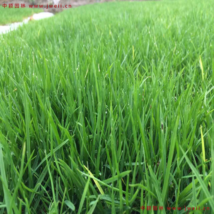 1579314409131327.jpg 黑麥草4.jpg