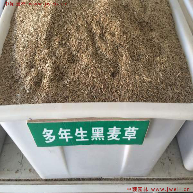 1579314592290852.jpg 多年生黑麥草.jpg
