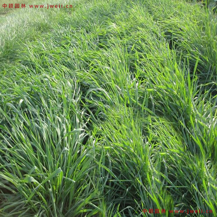 1579314640605741.jpg 黑麥草7.jpg