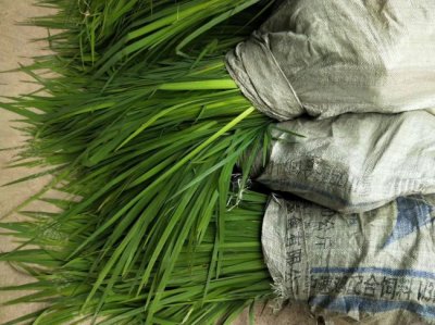 黃菖蒲常用的規格有哪些？