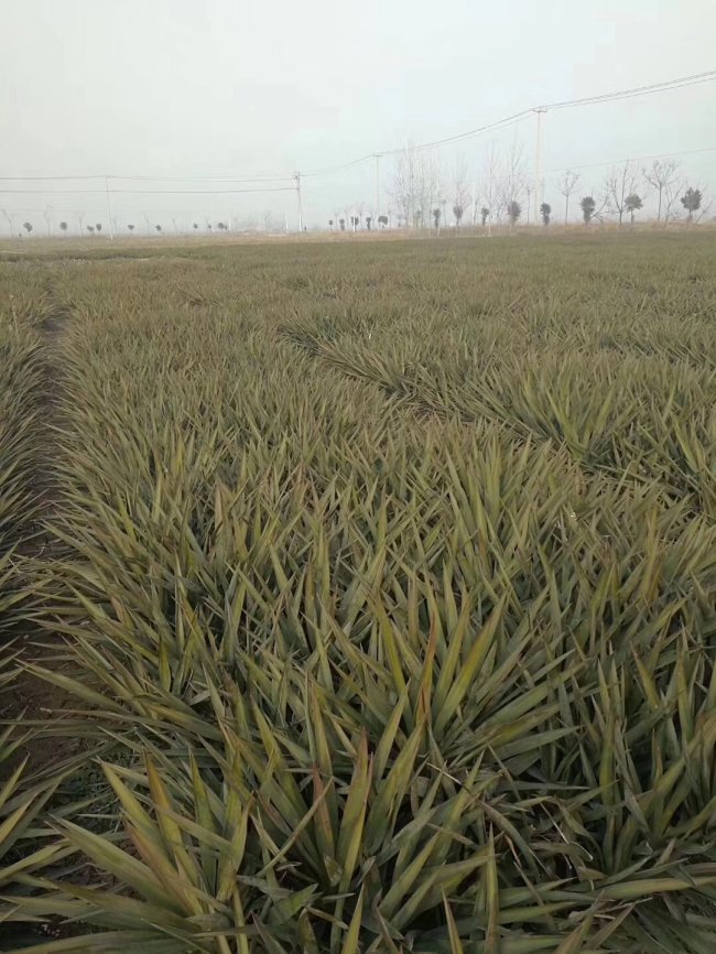 劍麻 (13).jpg