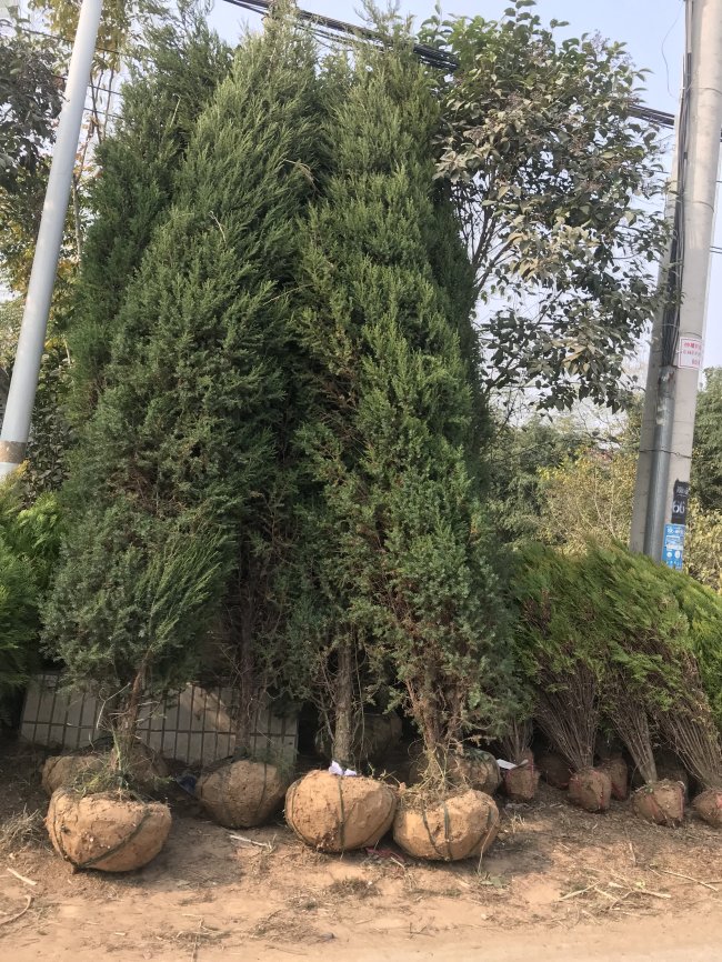 1582028699630573.jpg 蜀檜 (11).jpg