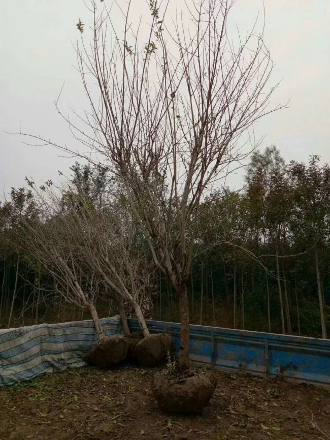 花石榴 (14).jpg