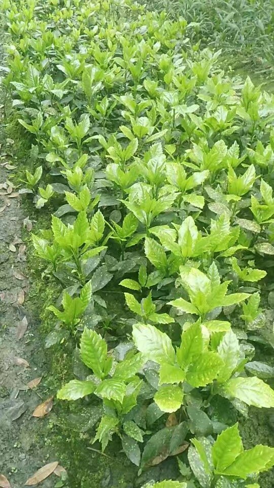 灑金珊瑚 (7).jpg