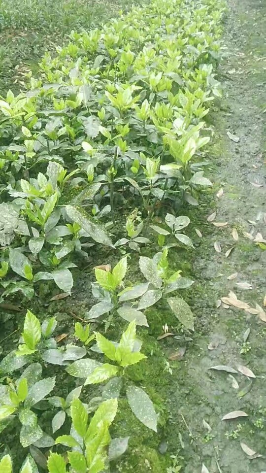灑金珊瑚 (8).jpg