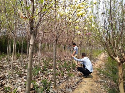 黃玉蘭什么時候栽植比較好？