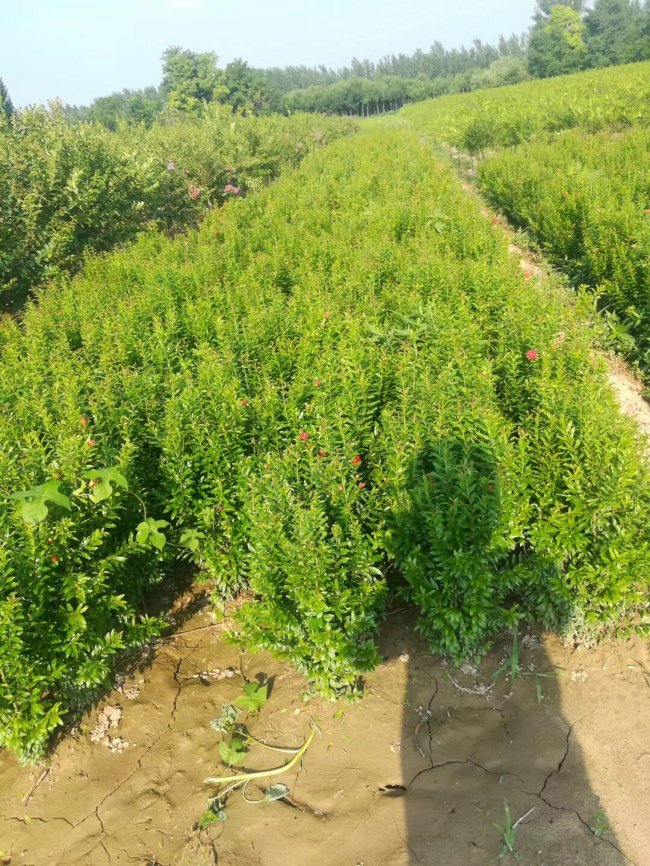 小葉黃楊 (24).jpg